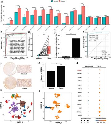 Bulk- and single cell-RNA sequencing reveal KIF20A as a key driver of hepatocellular carcinoma progression and immune evasion